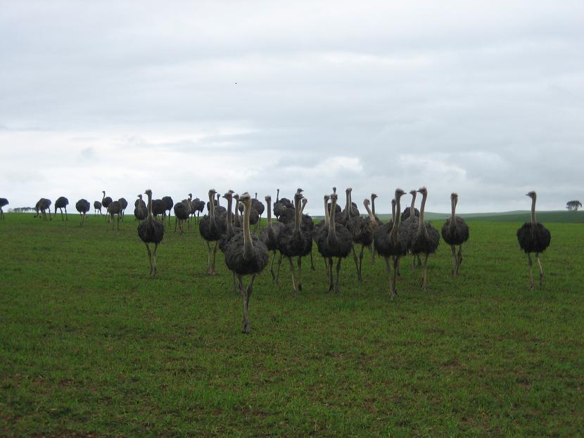 ostriches.JPG