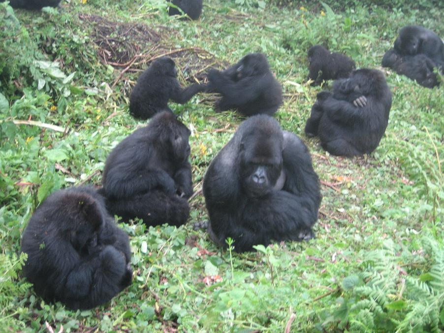 rwagorillas.JPG